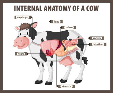 İneğin iç organlarını ve anatomisini gösteren bir resim.