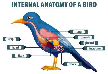 Kuşun iç organlarını ve anatomisini gösteren ilüzyon