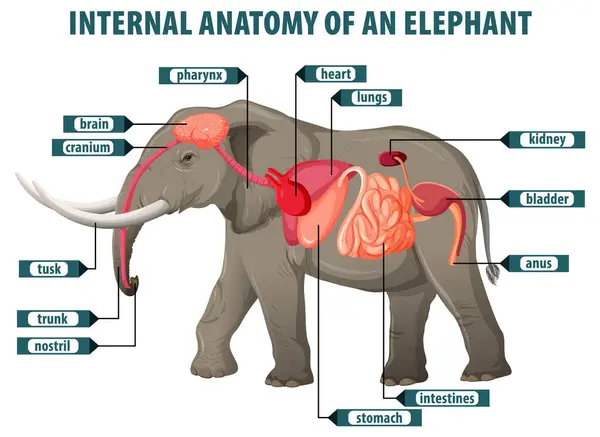 stock vector Detailed illustration of an elephant's internal organs