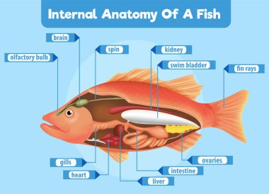 Balık iç organlarının ayrıntılı diyagramı