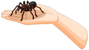 A tarantula resting on an open hand clipart