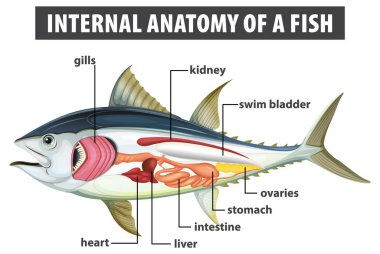 Balık iç organlarının ayrıntılı çizimi