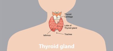 Tiroid bezi anatomisinin detaylı çizimi