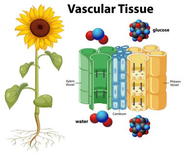 Detailed diagram of plant vascular tissue structure clipart