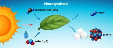 Diagram showing photosynthesis with key elements labeled clipart