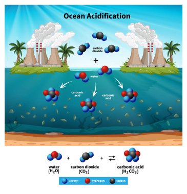 Okyanus asitleşme süreci ve kimyasal reaksiyonların gösterimi