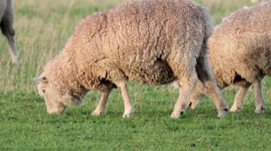 Koyunlar yeşil bir alanda huzur içinde otluyor.