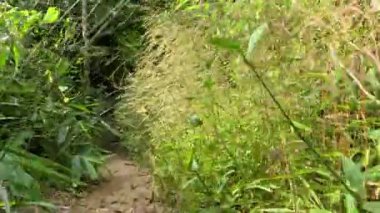 Yeşillik, yemyeşil bir orman yolunu keşfediyorum.