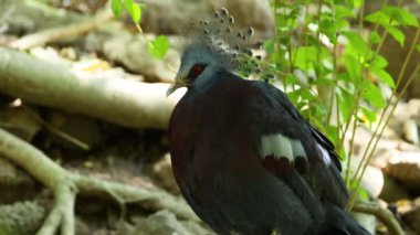 Güvercin Chonburi hayvanat bahçesinde görüldü.