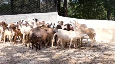 Hayvanat bahçesinde toplanan koyunlar
