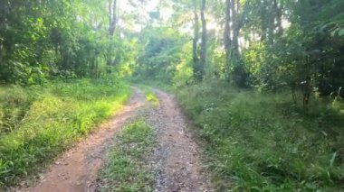 Bereketli, güneşli yağmur ormanlarında huzurlu bir yürüyüş