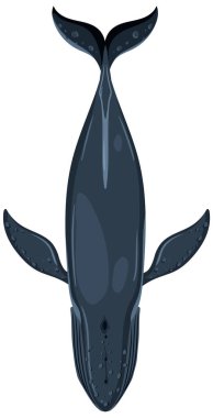 Illustration of a blue whale from above clipart