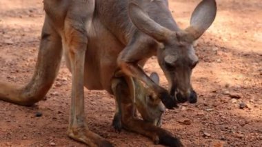 Anne kanguru, genç joeyiyle ilgileniyor..