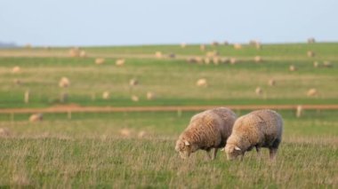 Yeşil bir tarlada otlayan iki koyun