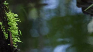 Yeşil bitkilerle bulanık su yansıması