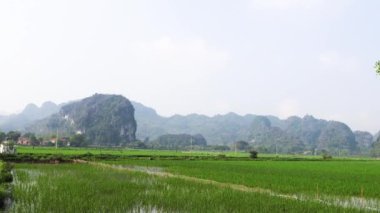 Ninh Binh 'deki yemyeşil tarlalar ve kireçtaşı dağları