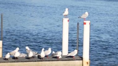 Martılar dinleniyor ve rıhtım sütunlarının etrafında uçuyor.