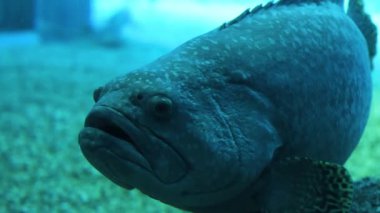 Mavi suda yaşayan bir balık grubunun yakın çekimi.