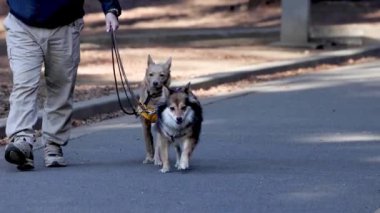 İki mutlu Corgi 'yi tasmayla gezdiren kişi