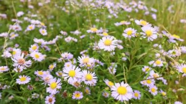 Mor papatyalar esintide sallanıyor