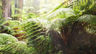 Yeşil eğrelti otları ve uzun ağaçlar.