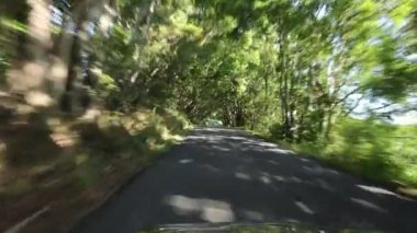 Ağaçlarla kaplı, yemyeşil bir yolda hızlı bir sürüş