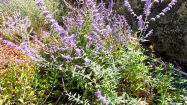 Güneşli bir bahçede canlı Rus adaçayı çiçekleri