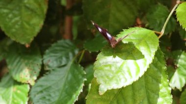 Kelebek doğada bir yaprağın üzerinde dinleniyor.