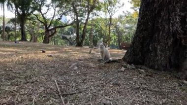 Beyaz bir kedi park ortamında hareket eder ve gözlemler..