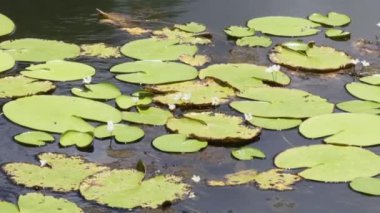 Su zambakları güneşli bir gölette yavaşça süzülür.