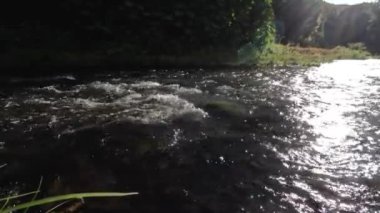 Güneşli akarsu yemyeşil sularda akıyor.