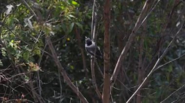 Yağmur ormanlarındaki ağaçlara tünemiş kasap kuşu