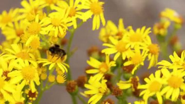 sarı çiçek nektarı toplamak arı