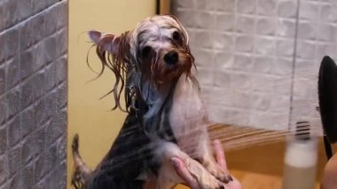 Yıkanan ve tımar edilen bir köpek.