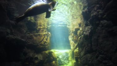 Zarif fok, güneşli bir sualtı sahnesinde süzülüyor