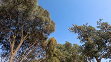 Banksia ağaçları Melbourne, Avustralya 'da usulca sallanıyor.