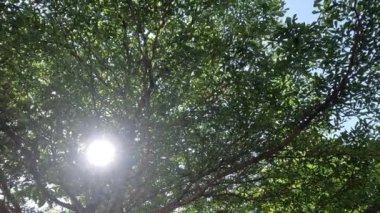 Güneş ışığını delen yemyeşil ağaç yaprakları..