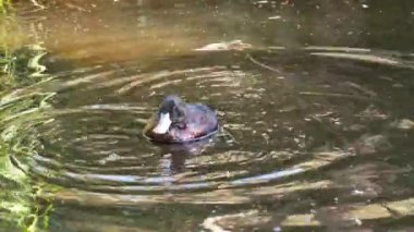 Ördek kendini gölette temizliyor.