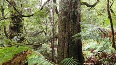 Yükselen ağaçlarla dolu gür orman manzarası