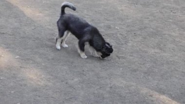 Meraklı bir köpek yavrusu etrafı kokluyor ve keşfediyor.