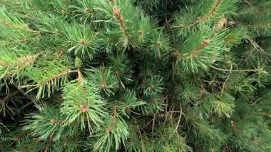 Yavaşça hareket eden çam dallarına yakın plan