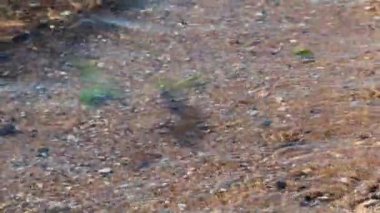 Yumuşak dalgalar kumlu sahilde süzülüyor