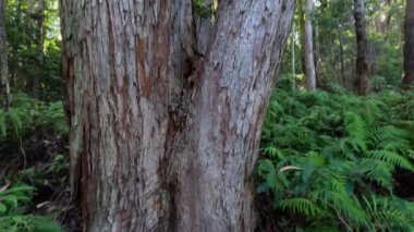 Yükselen bir orman manzarası yüksek ağaçlarla