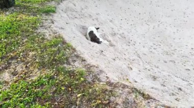 Yeşillik yakınlarında kumların üzerinde dinlenen bir köpek.