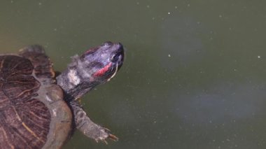 Bir kaplumbağa suyun içinde yüzeye çıkar..
