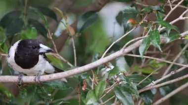 Bir kuş hareket eder ve bir dala bakar.