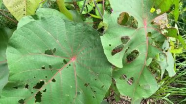 Tırtılın yaprakları yemesi zaman aşımına uğradı.