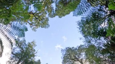 Yağmur ormanlarının ve eğreltiotlarının gökyüzüne bakan görüntüsü