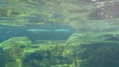 Yunus zarif bir şekilde berrak suda süzülür.