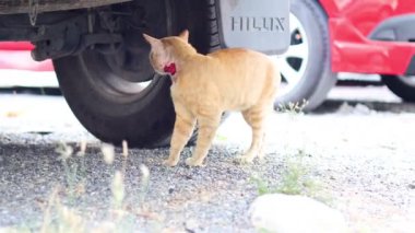 Meraklı kedi aracın altında dolaşıyor.